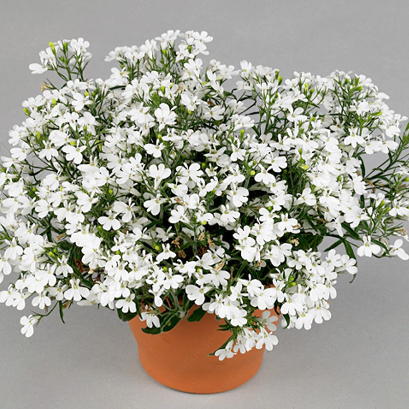 Lobelia Erinus Seeds