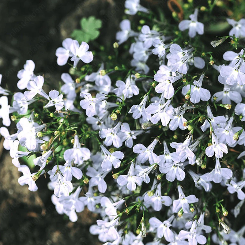 Lobelia Erinus Seeds