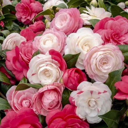 🌺Camellia japonica Shibaxueshi' Seeds