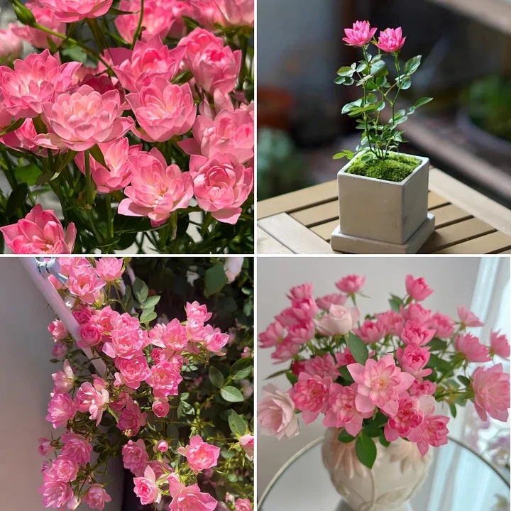 🌸Lotus Star Rose Seeds-Blooming All Year, Bringing Continuous Good Fortune🌸