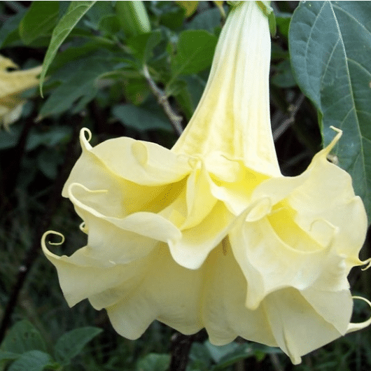 50pcs/Bag Datura Brugmansia Seeds Potted Bonsai Trumpets Angel Flower Seeds