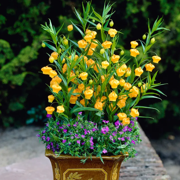 Sandersonia Aurantiaca Seeds