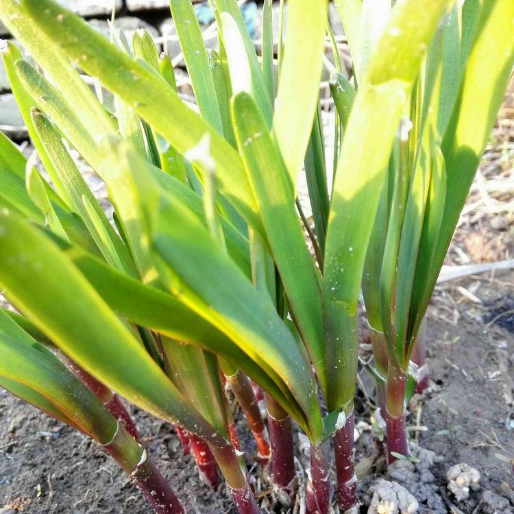 Red Root Chives Seeds