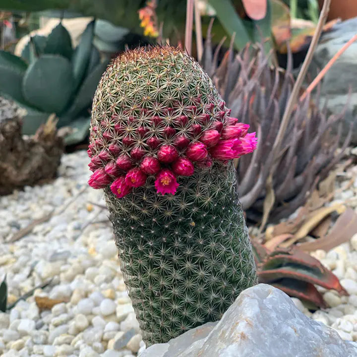 The Mammillaria Matudae Cactus Flower Plant Seeds-chloriseeds