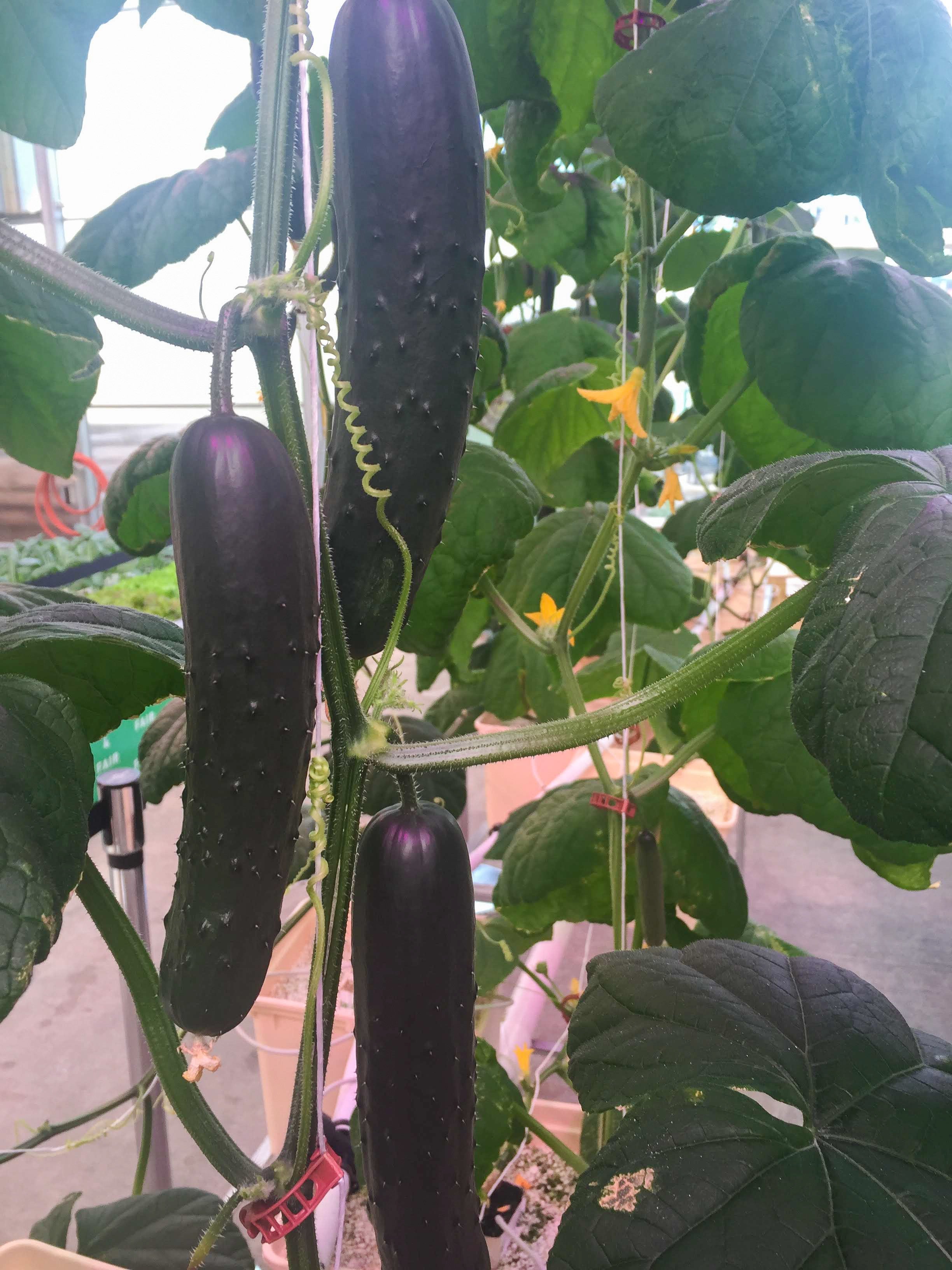 Rare black cucumber seeds - discover the unique variety in your garden! 🥒🖤