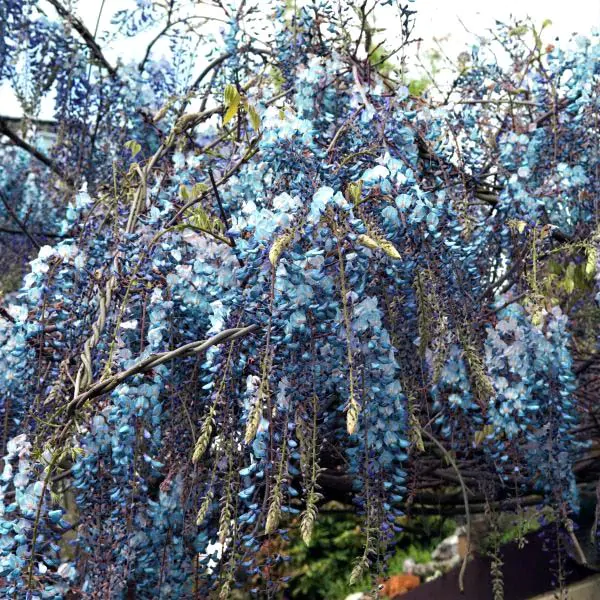 Wisteria flower seeds