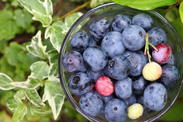 🫐 Bonsai Giant Blueberries Seeds