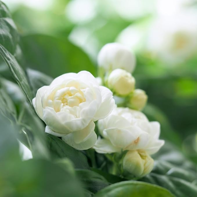 🎉Up to 70% off-🌼🌿Jasmine Seeds