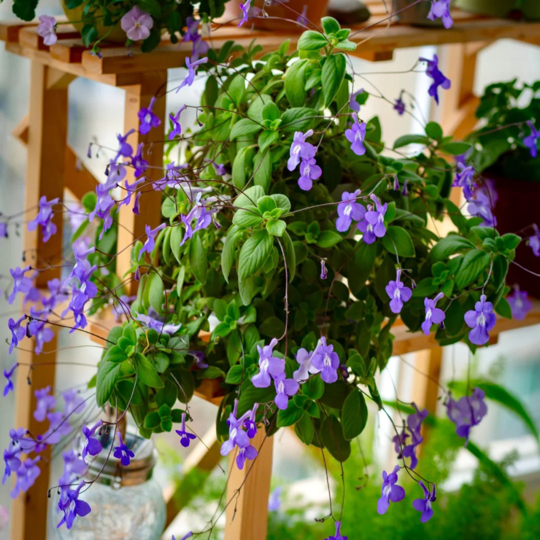 Streptocarpus saxorum Seeds