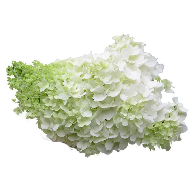 Cone Hydrangea Flowers Seeds-Vanilla Strawberry & Limelight-chloriseeds