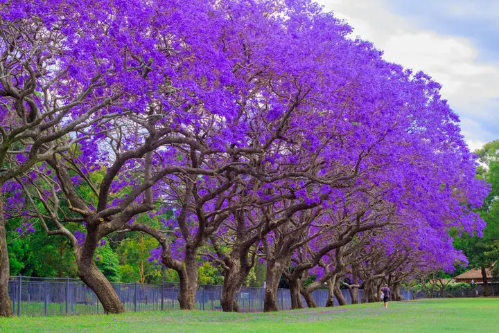 Blue Jacaranda Tree Seeds-chloriseeds