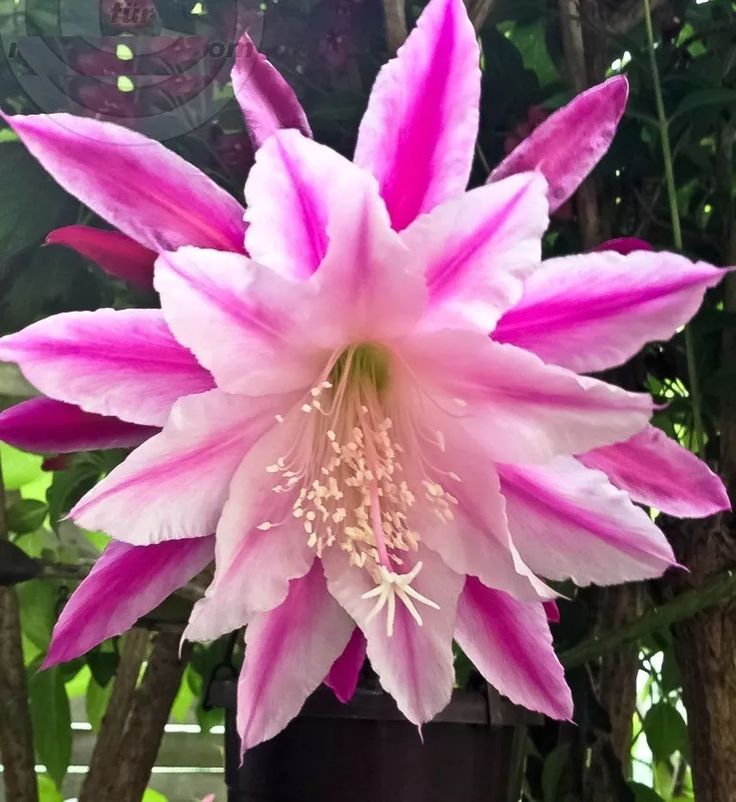 Epiphyllum Seeds, Queen of the Night Seeds