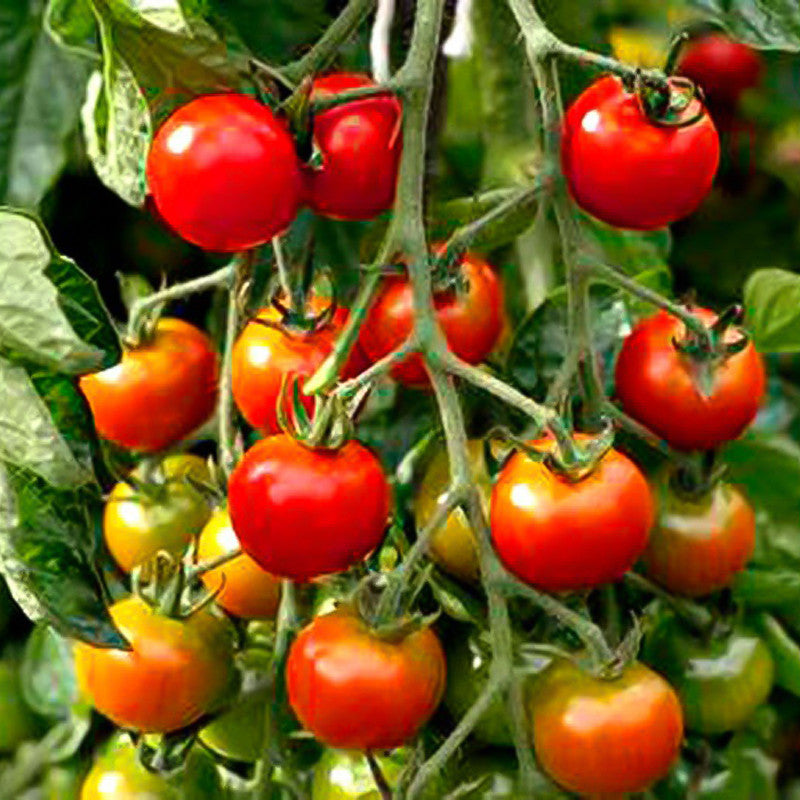 Rare Organic Sweet Million Tomato Tree Seeds