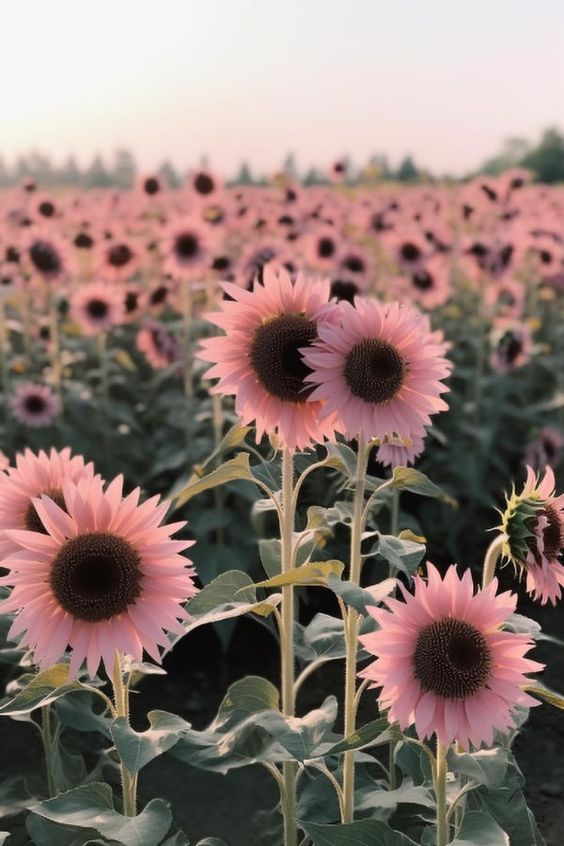 Midnight Oil Pink Sunflowers