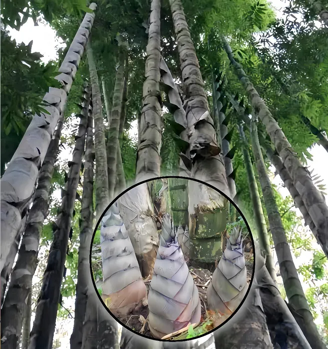 🎍Giant Dragon Bamboo Seeds