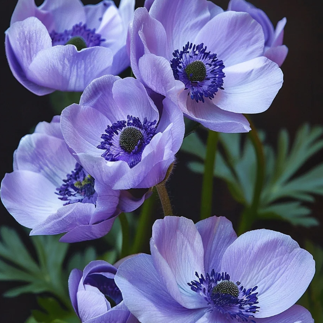 🌸 Double Anemone Seeds — Add Resilient Elegance to Your Garden!