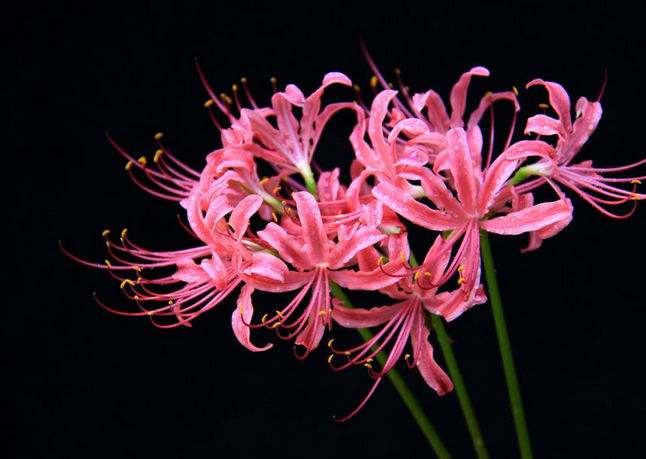 Rare Spider Lily Bulbs  2/5 pcs-chloriseeds