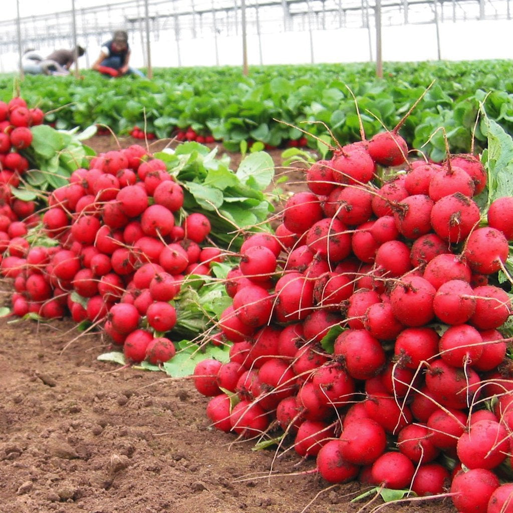 Radish Celesta F1 Organic