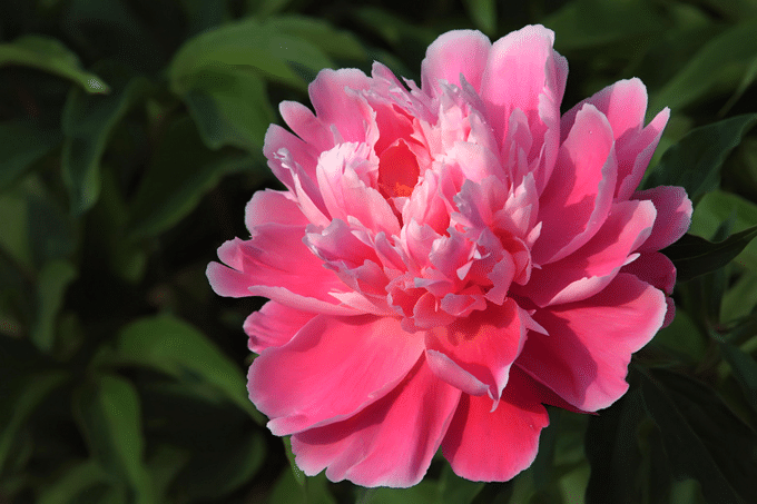 10Pcs Peony Flower Seeds Perennial Paeonia Suffruticosa Bonsai Plants Home Garden