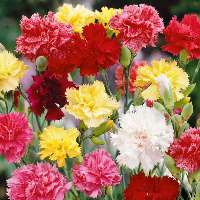 🌸 Mixed Carnation Seeds – Fragrant, Colorful & Easy to Grow 🌸