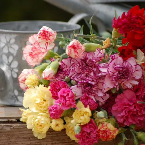 🌸 Mixed Carnation Seeds – Fragrant, Colorful & Easy to Grow 🌸