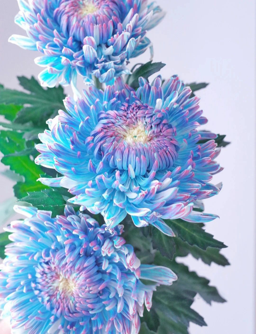 Starry Sky Peony Chrysanthemum Seeds-chloriseeds