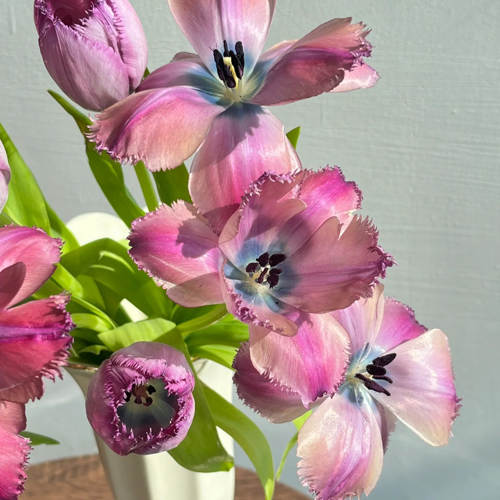 2024NEW🌷Frill Tulip seeds