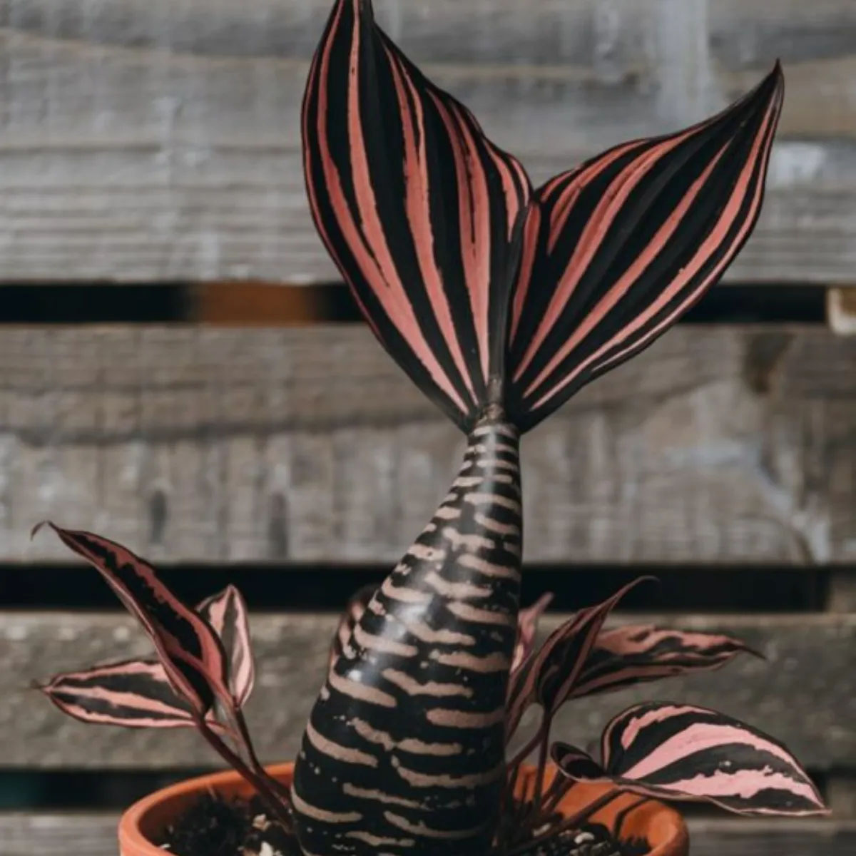 Mermaid Succulent Plant Seeds