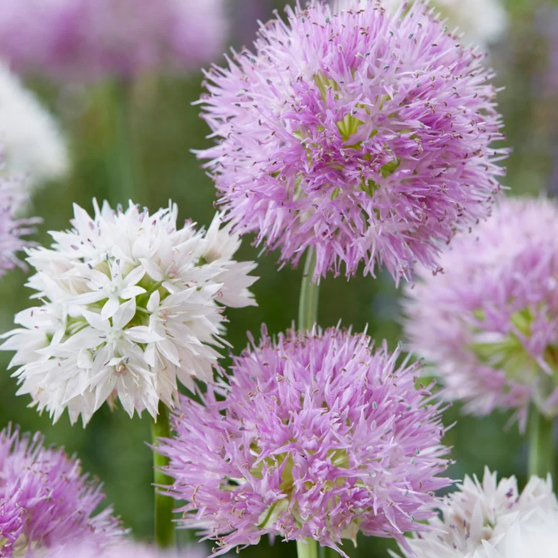 Allium carolinianum 'Rosy Dream'