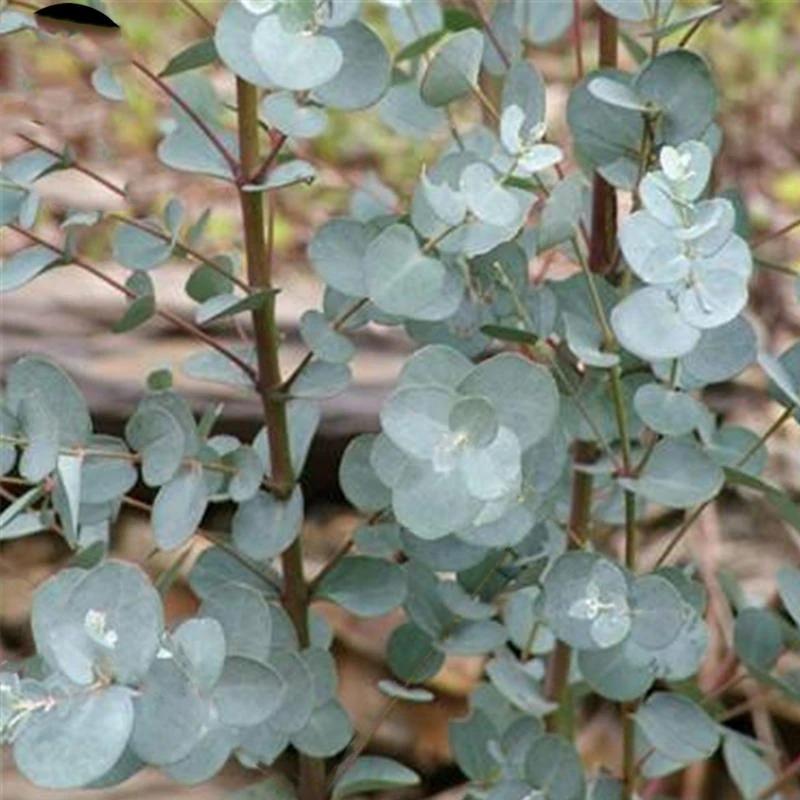 Egrow 50 Pcs/Pack Eucalyptus Seeds Silver Dollar Tree Eucalyptus Cinerea-chloriseeds