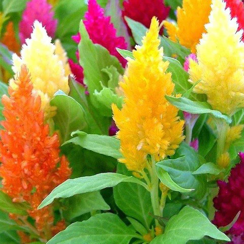 Pampas Plume Celosia Seeds