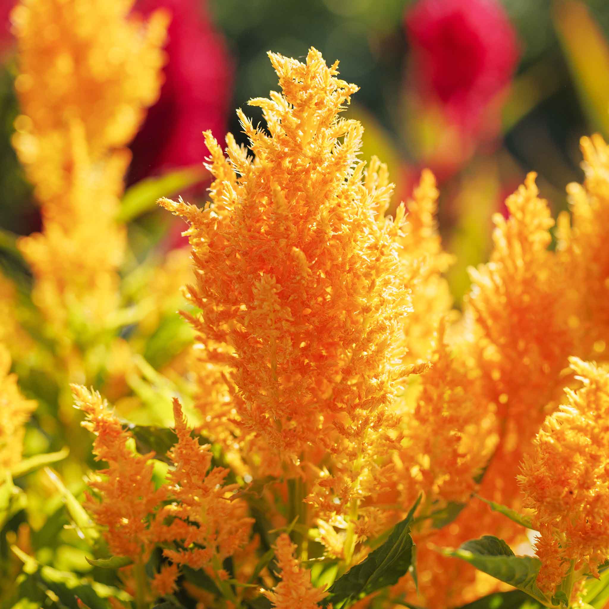 Pampas Plume Celosia Seeds