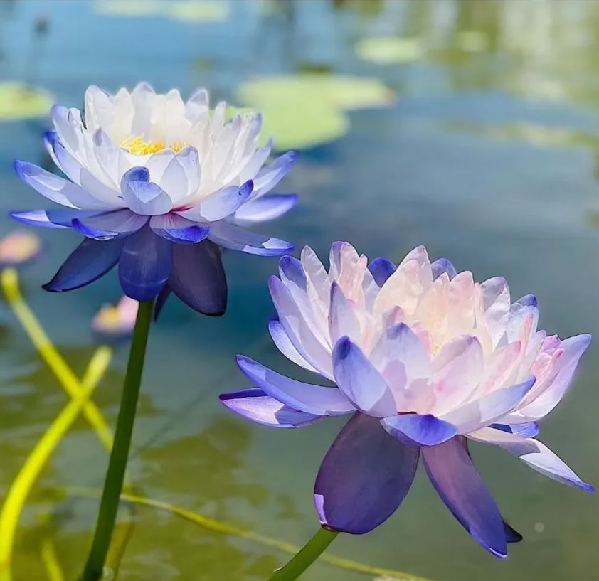 Giant Lotus Seeds💐Color Mixing