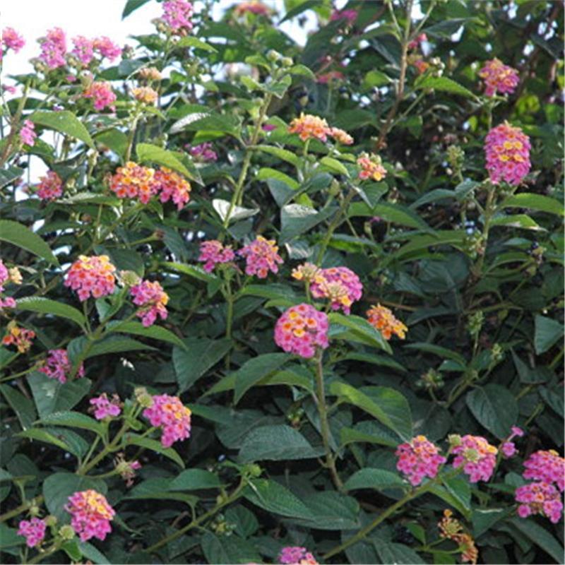Egrow 30 Pcs/Pack Lantana Seeds Lantana Camara Tree Plan Flower Seeds Home Garden Seeds-chloriseeds