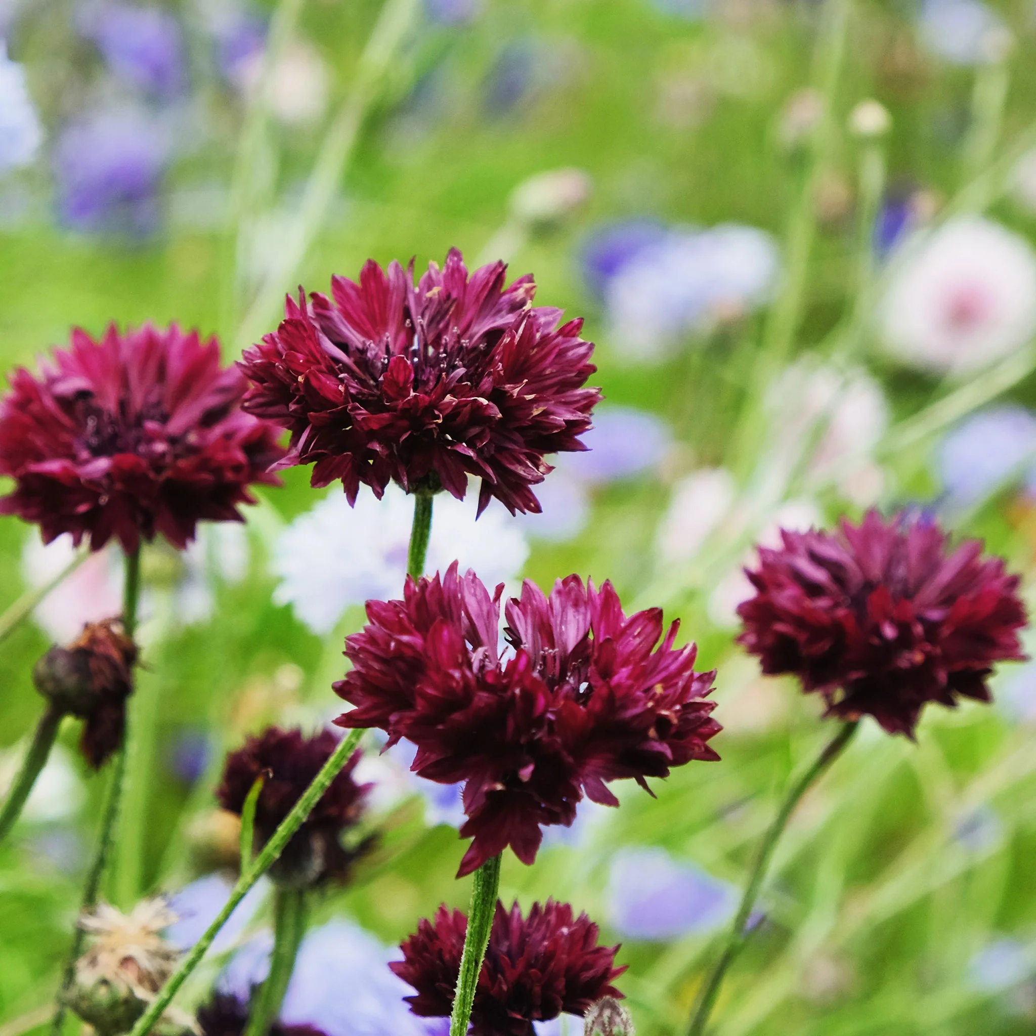 Cornflowers Seeds, Bachelor Button Seeds