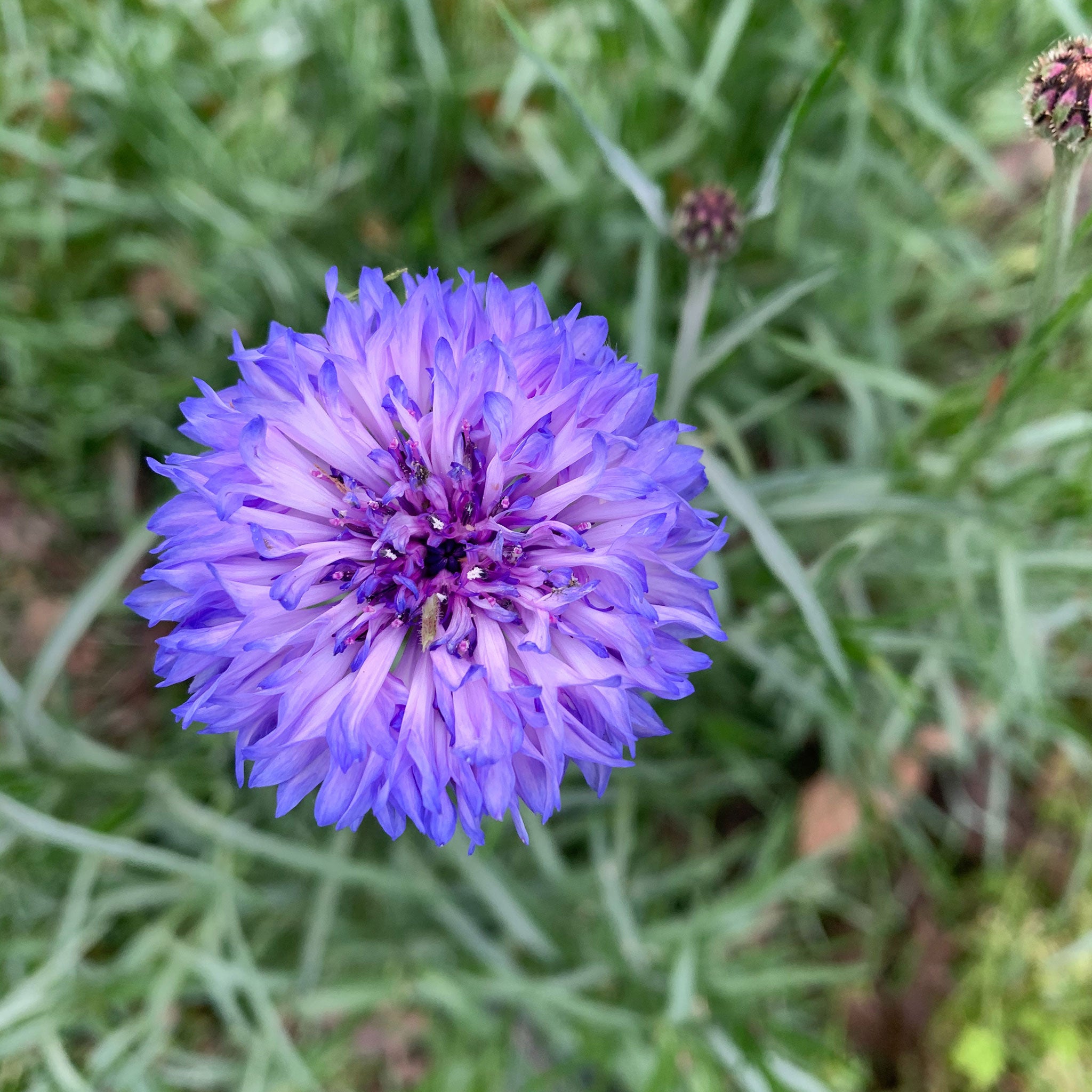Cornflower / Bachelor Button Seeds - Dwarf Blue