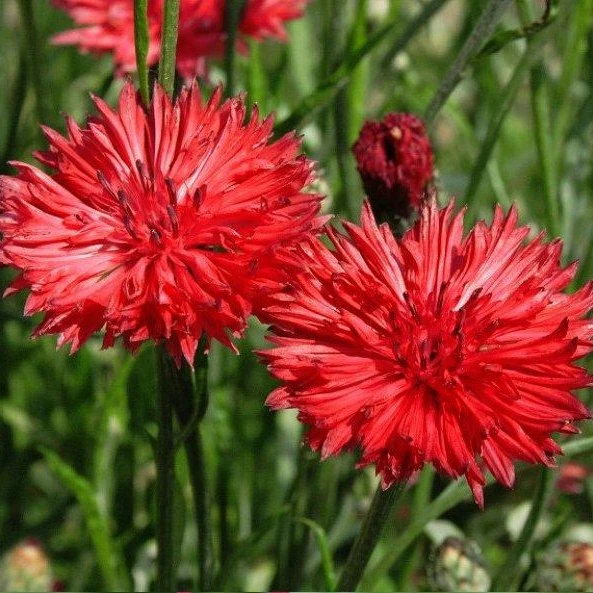 Cornflowers Seeds, Bachelor Button Seeds