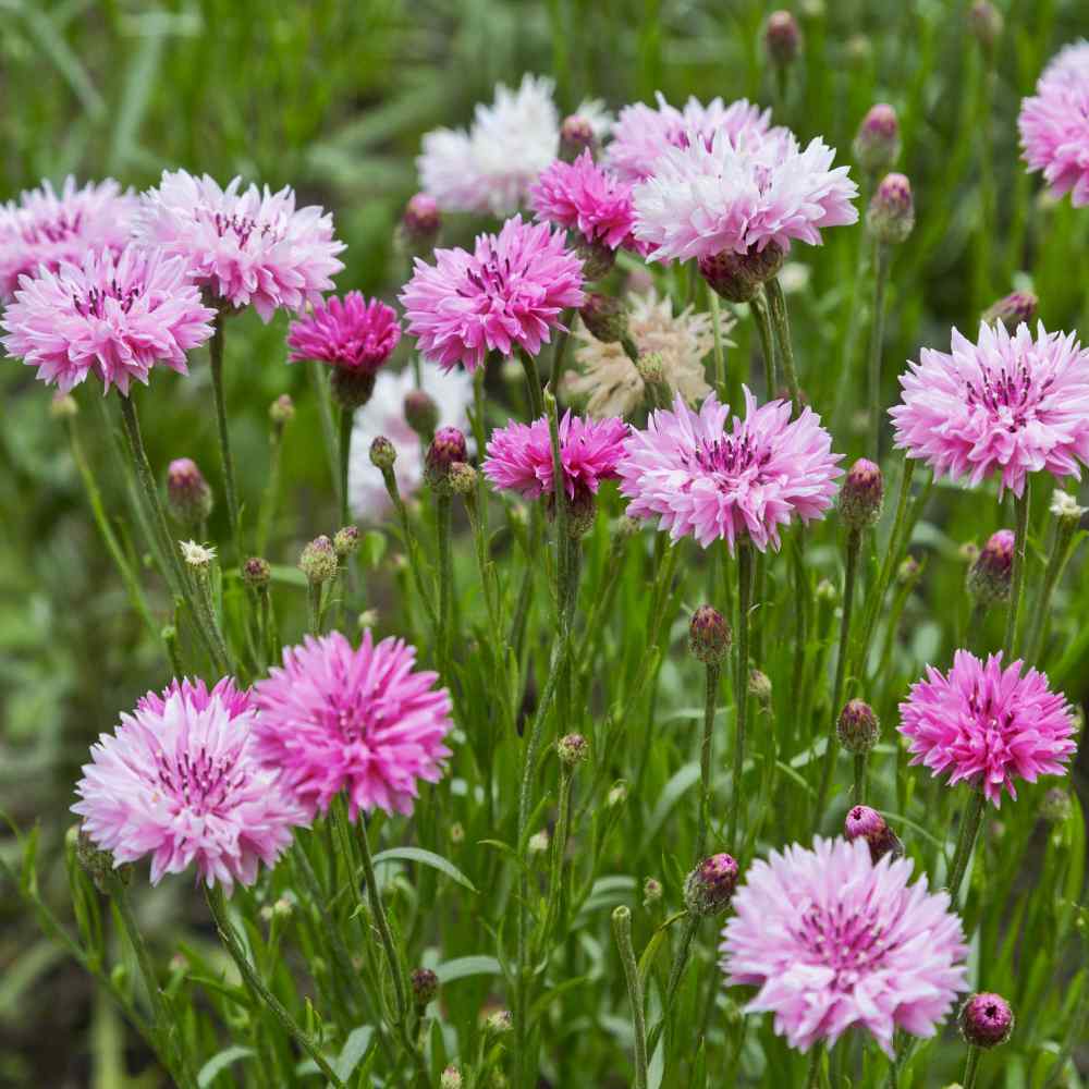 Cornflower Mixed Seeds