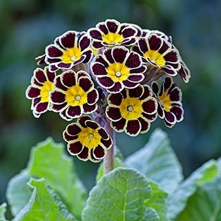 Primula Malacoides Seeds, Primrose Seeds-chloriseeds