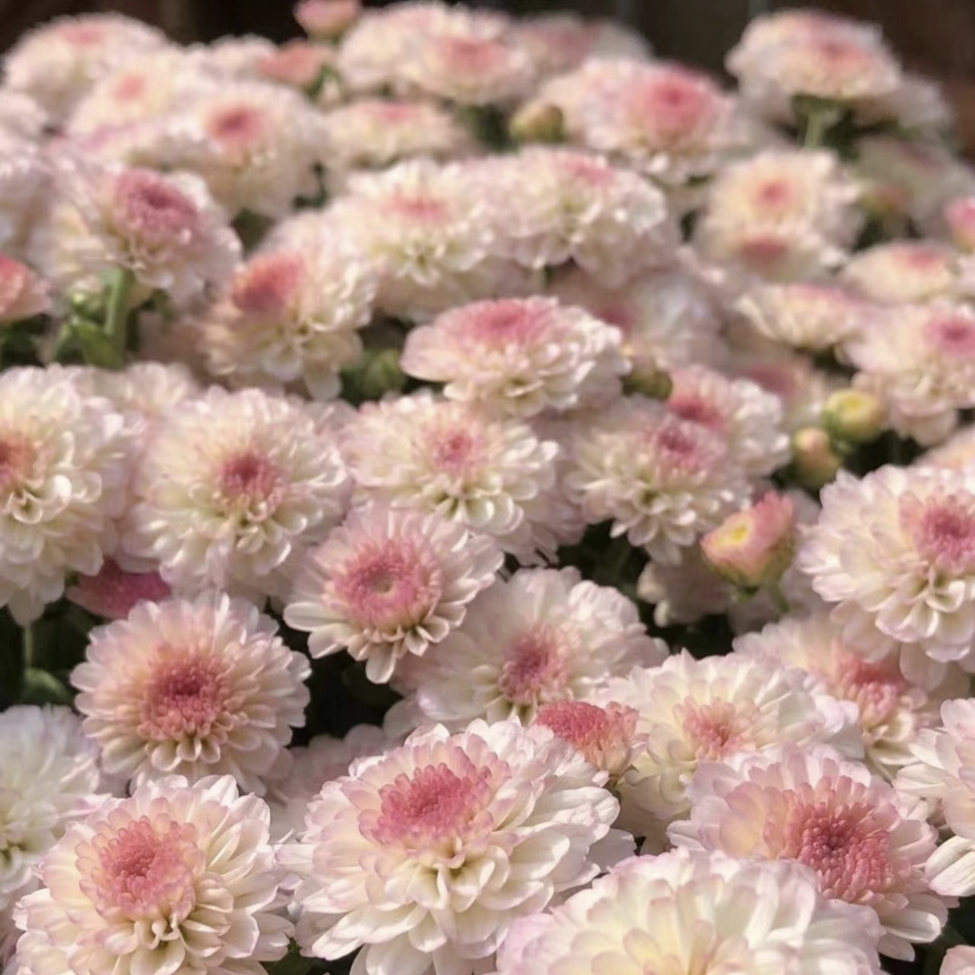 Perennial Mixed Color Candy Chrysanthemum Seeds