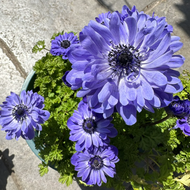 🌸 Double Anemone Seeds — Add Resilient Elegance to Your Garden!