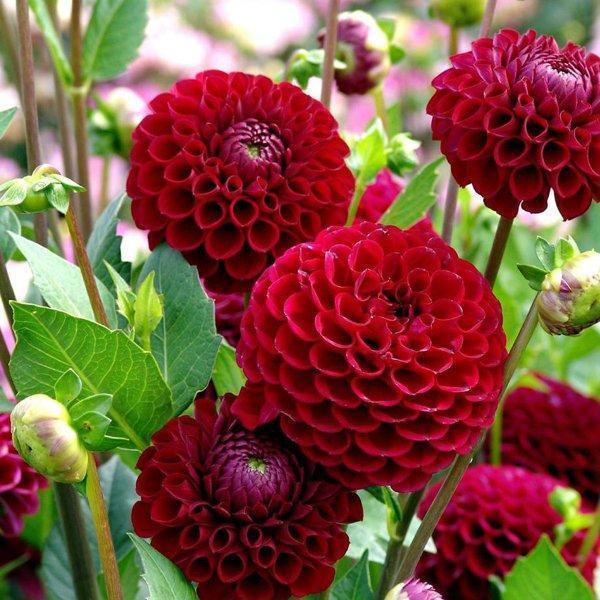 100Pcs Dahlia Bulb Flower Seeds Bonsai Flower Bulbs-chloriseeds