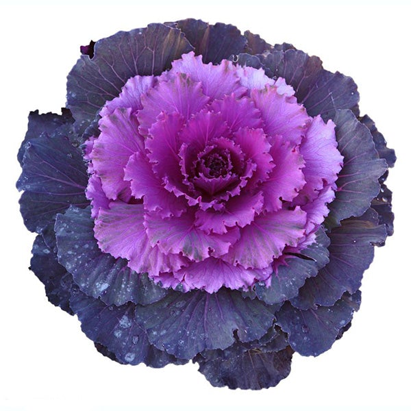 Purple Kale Seeds-chloriseeds