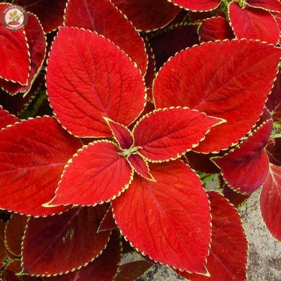 🌈 Rainbow Coleus Mix Seeds