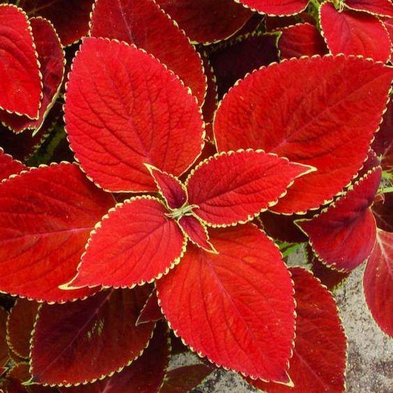Rare Coleus Seeds
