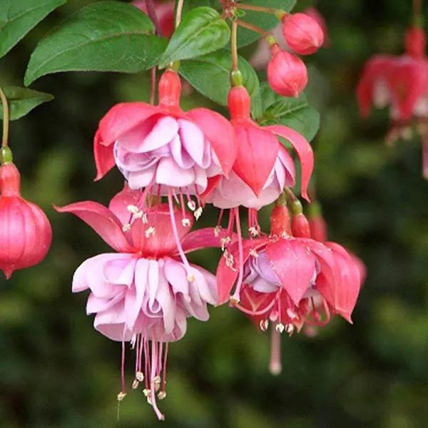 Fuchsia Hybrida Voss Seeds The fairy flower-chloriseeds