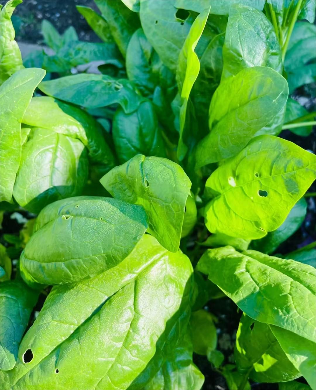 Organic Big Leaf Spinach