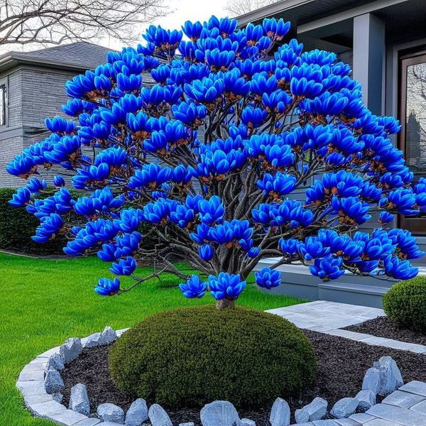 Magnificent Magnolia Tree Seeds🌲🌺Garden, Courtyard, Low Maintenance