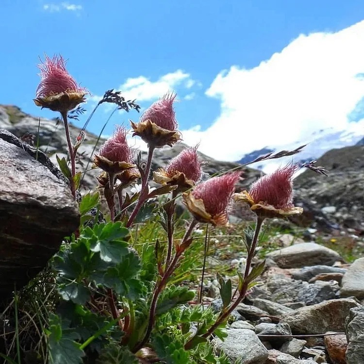 Rare Prairie Smoke Flower Seeds
