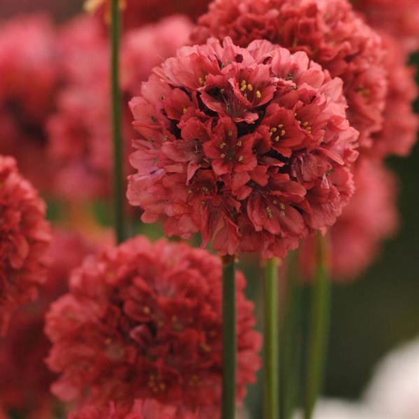 Armeria Pseudarmeria Ballerina Red